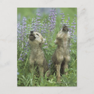 Wolf Puppies Howling In Meadow Postcard