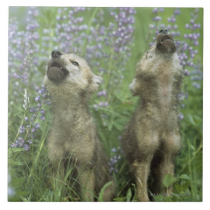 Wolf Puppies Howling In Meadow Tile