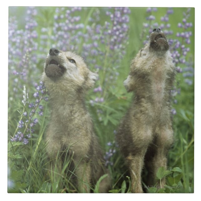 Wolf Puppies Howling In Meadow Tile (Front)