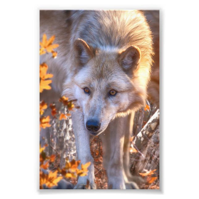 Wolf Puppy AUTUMN COLORS Photo Print (Front)