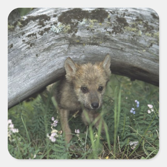 Wolf Puppy Going Under Log Square Sticker (Front)