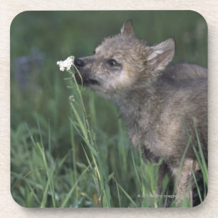 Wolf Puppy Sniffing Mountain Wildflower Coaster