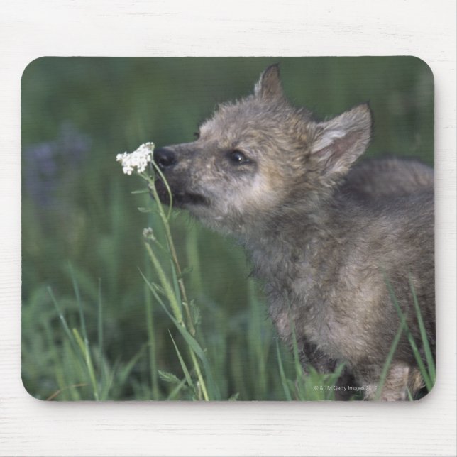 Wolf Puppy Sniffing Mountain Wildflower Mouse Pad (Front)