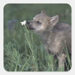 Wolf Puppy Sniffing Mountain Wildflower Square Sticker