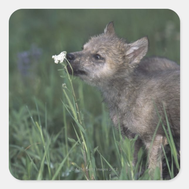 Wolf Puppy Sniffing Mountain Wildflower Square Sticker (Front)