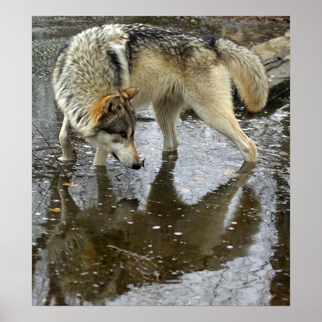 Wolf Reflection Poster (Front)
