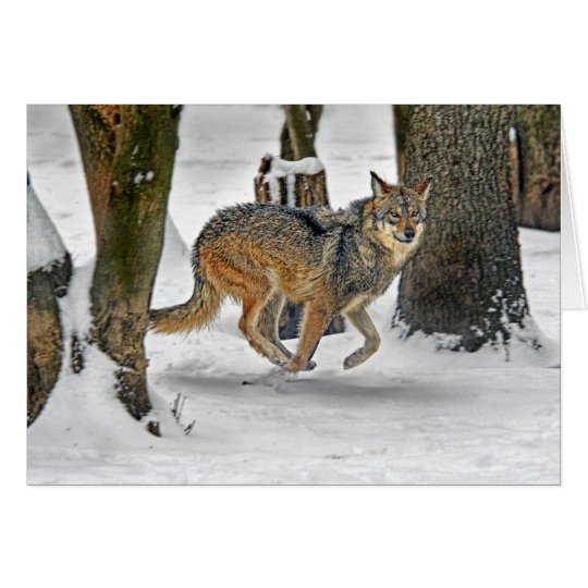 Wolf Running in Snow Card