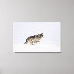 Wolf running in the snow 2 canvas print
