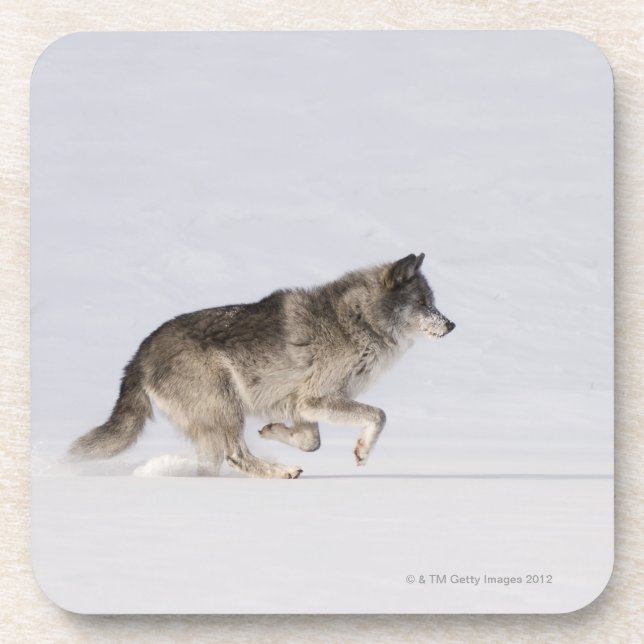 Wolf running in the snow 2 coaster (Front)