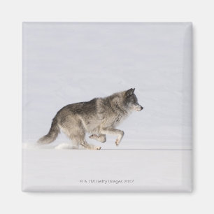 Wolf running in the snow 2 magnet