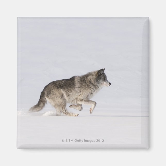 Wolf running in the snow 2 magnet (Front)