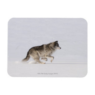 Wolf running in the snow 2 magnet