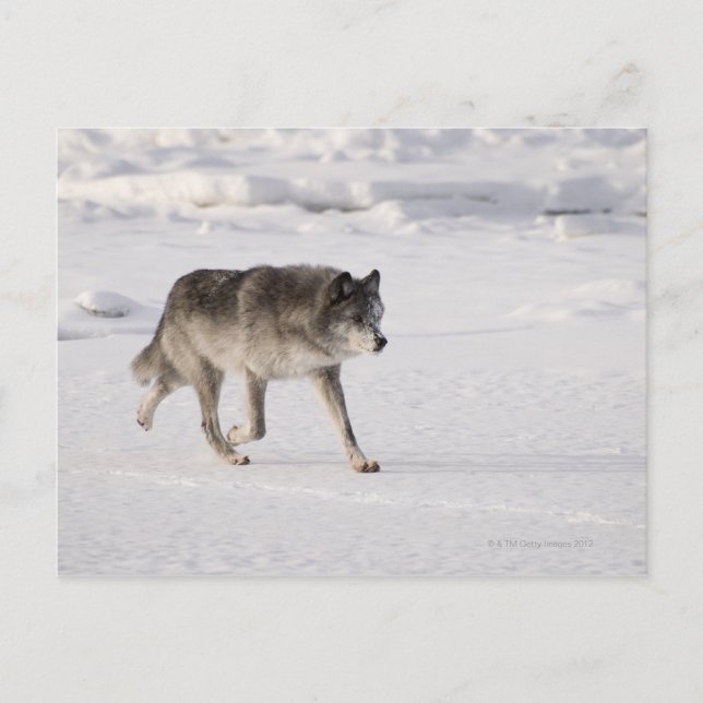 Wolf running in the snow postcard (Front)