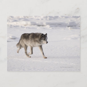 Wolf running in the snow postcard