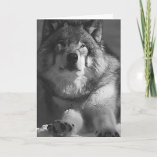 WOLF SNOW PHOTOGRAPHIE CARTE D'ANNIVERSAIRE