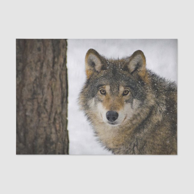 Wolf Snow Tree Photo Tissue Paper (Front)