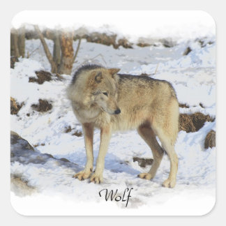 Wolf & Snow Wolf-Lover Wild Animal Alpha Male Square Sticker