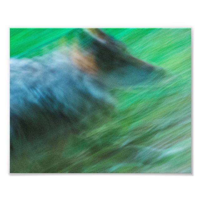 Wolf Speed 10" x 8", Kodak Pro Photo Paper (Satin) (Devant)