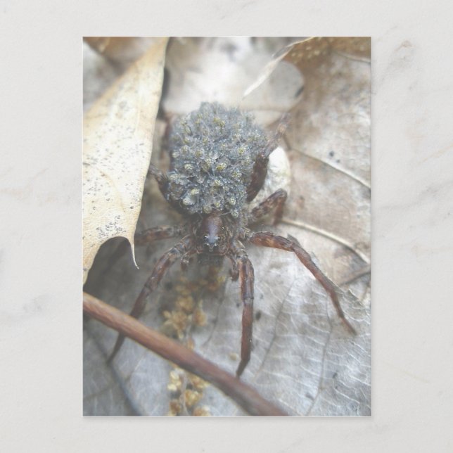 Wolf Spider Babies Egg Case Postcard (Front)
