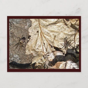 Wolf Spider Courting Pair Postcard
