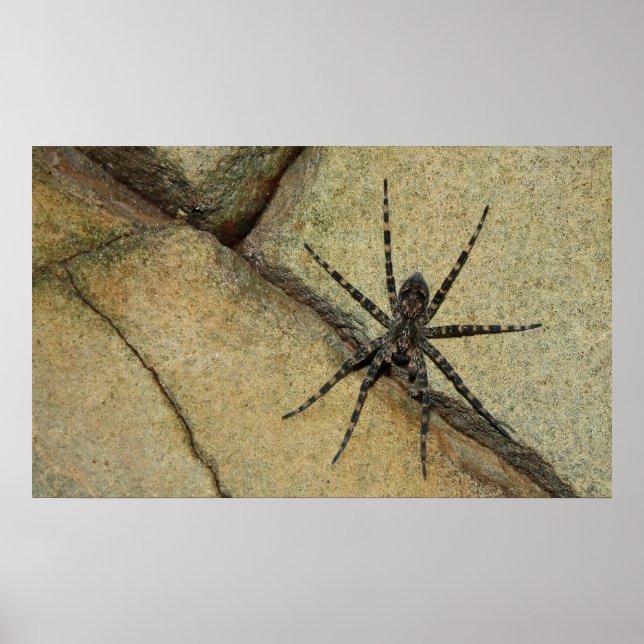 Wolf Spider Poster (Front)