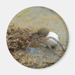 Wolf Spider With Egg Sac Magnet