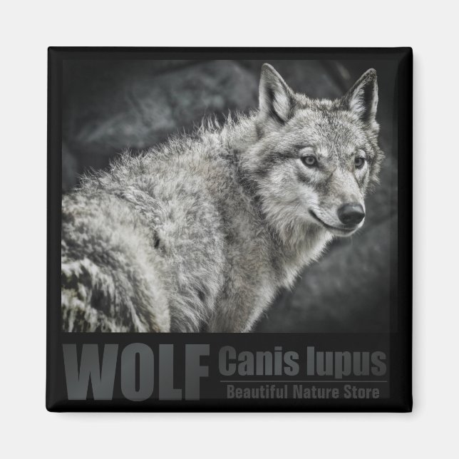 WOLF：Square Magnet (Front)