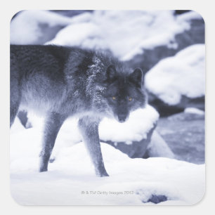 Wolf Square Sticker