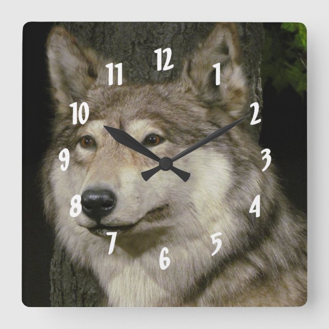 Wolf Square Wall Clock (Front)