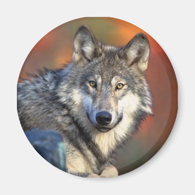 Wolf Staring Magnet (Front)