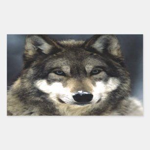 Wolf Sticker