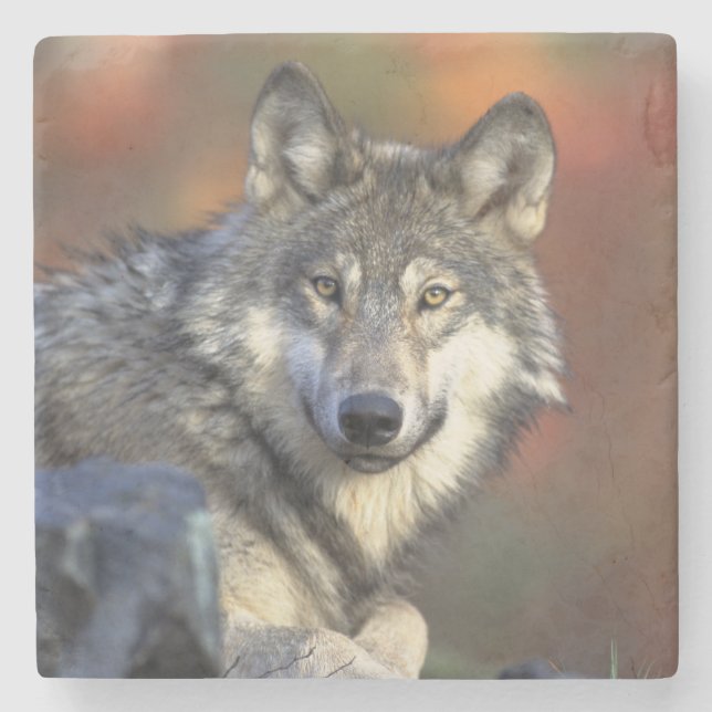 Wolf Stone Coaster (Front)