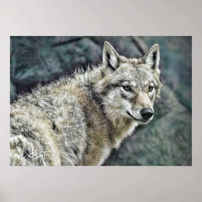 Wolf：Value Poster paper (Front)