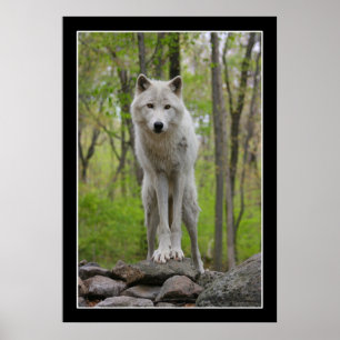 Wolf Watch Poster