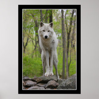 Wolf Watch Poster