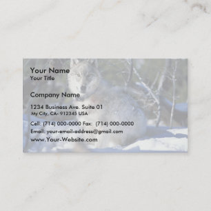 Wolf watches biologists in Yellowstone National Pa Business Card