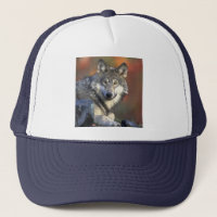Wolf Wisdom Hat