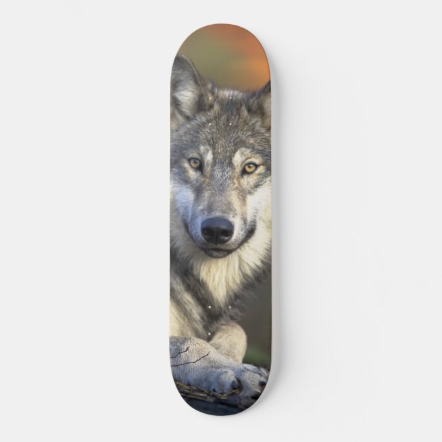 Wolf Wisdom Skateboard (Front)
