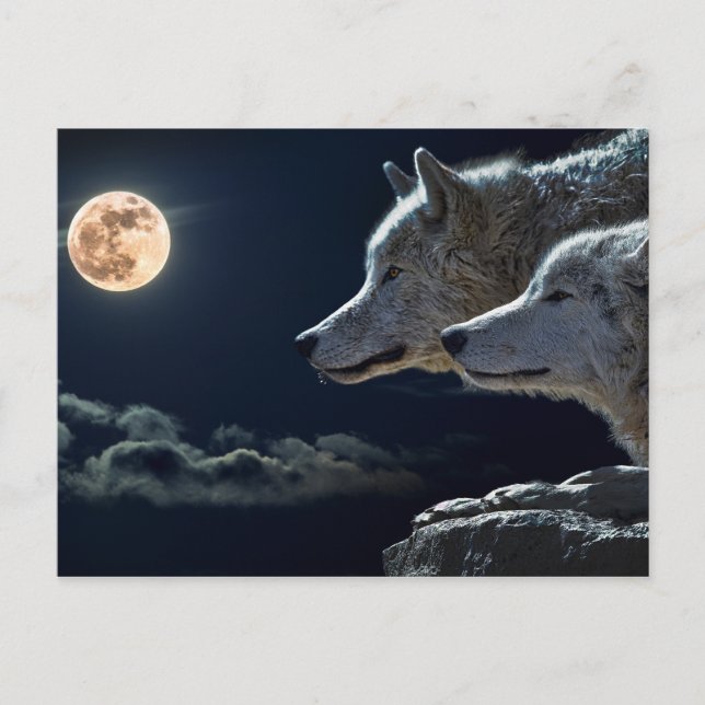Wolf Wolves Howling at the Full Moon at Night Postcard (Front)