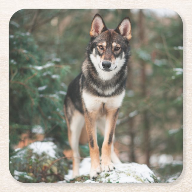 Wolfdog Square Paper Coaster (Front)