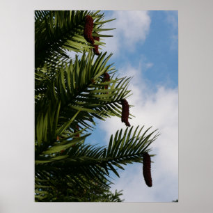 Wollemi Pine Tree Cones Poster