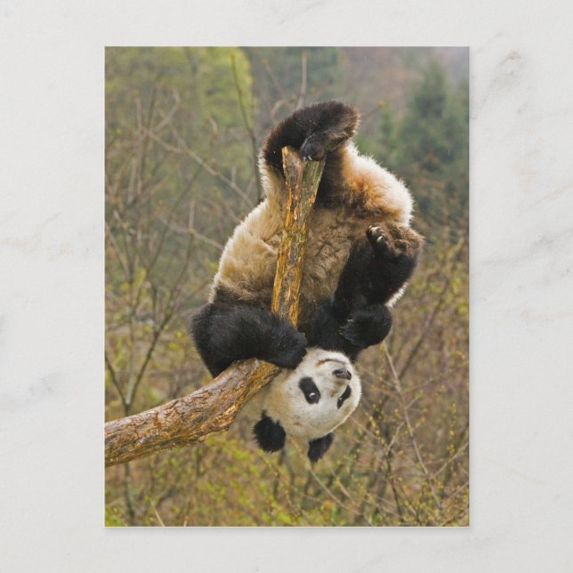 Wolong Panda Reserve, China, 2 1/2 yr old Postcard (Front)