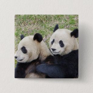 Wolong Reserve, China, Giant panda hugging 2 Inch Square Button