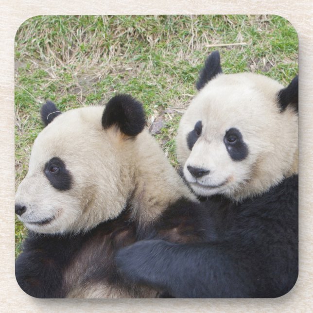 Wolong Reserve, China, Giant panda hugging Coaster (Front)
