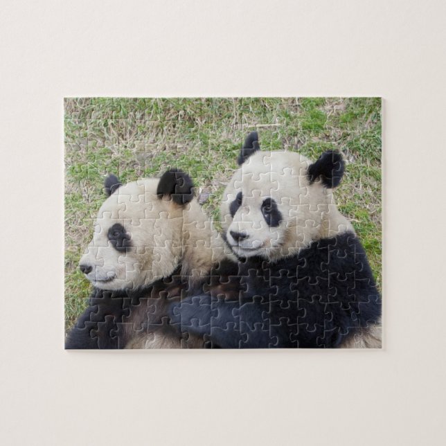Wolong Reserve, China, Giant panda hugging Jigsaw Puzzle (Horizontal)