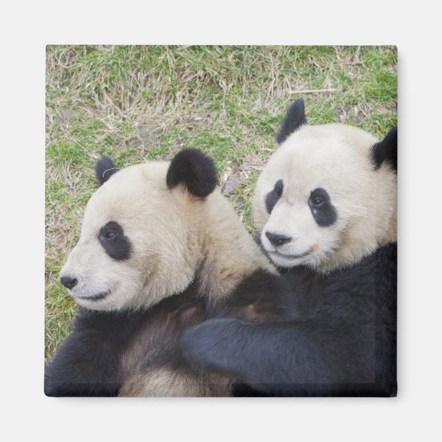 Wolong Reserve, China, Giant panda hugging Magnet (Front)