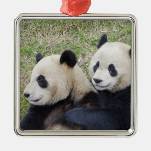 Wolong Reserve, China, Giant panda hugging Metal Ornament