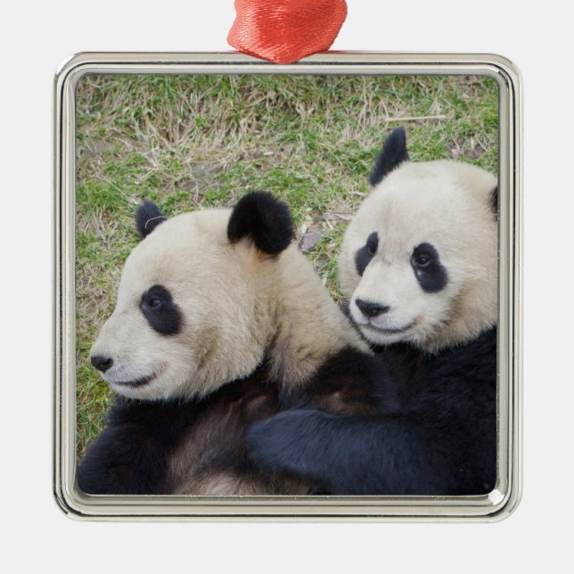 Wolong Reserve, China, Giant panda hugging Metal Ornament (Front)