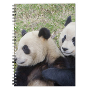 Wolong Reserve, China, Giant panda hugging Notebook