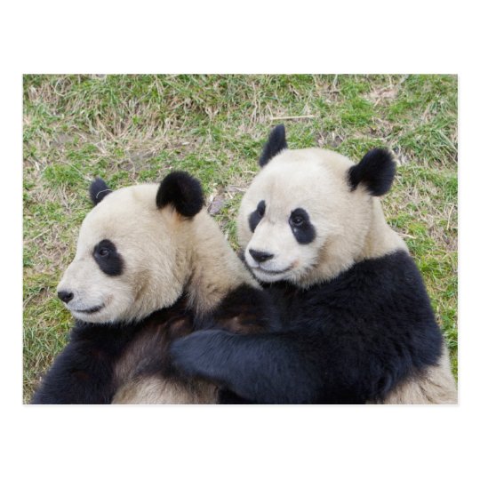 Wolong Reserve, China, Giant panda hugging Postcard